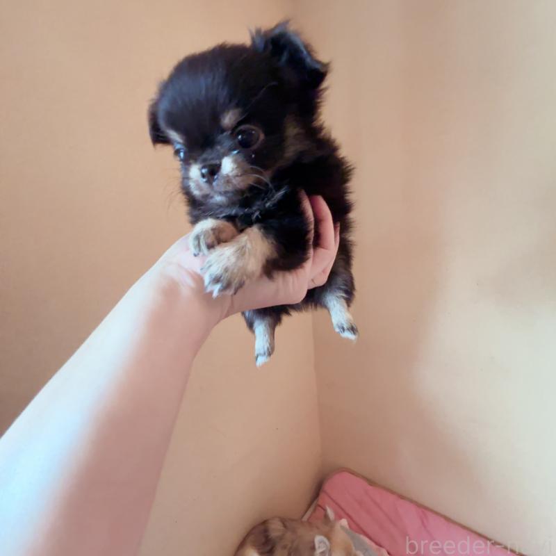 成約済の香川県のチワワ(ロングコート)-414545の3枚目