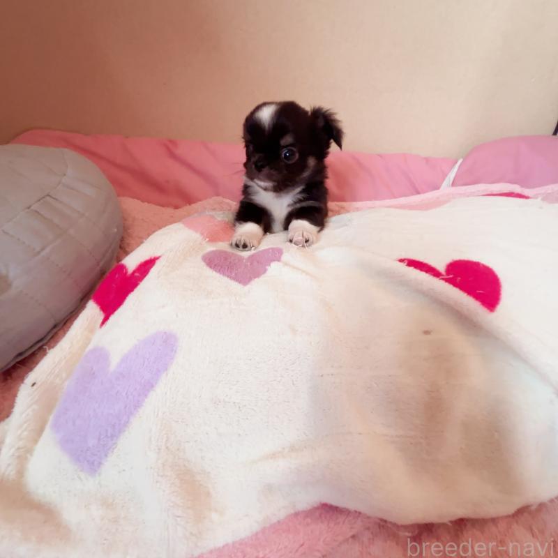 成約済の香川県のチワワ(ロングコート)-414917の7枚目