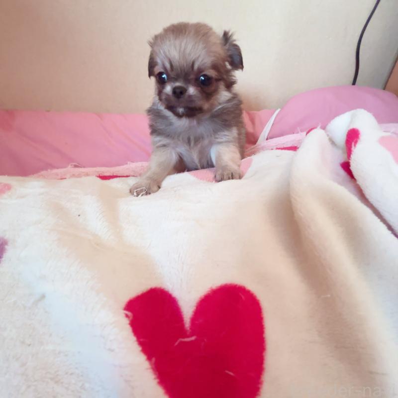 成約済の香川県のチワワ(ロングコート)-414916の4枚目