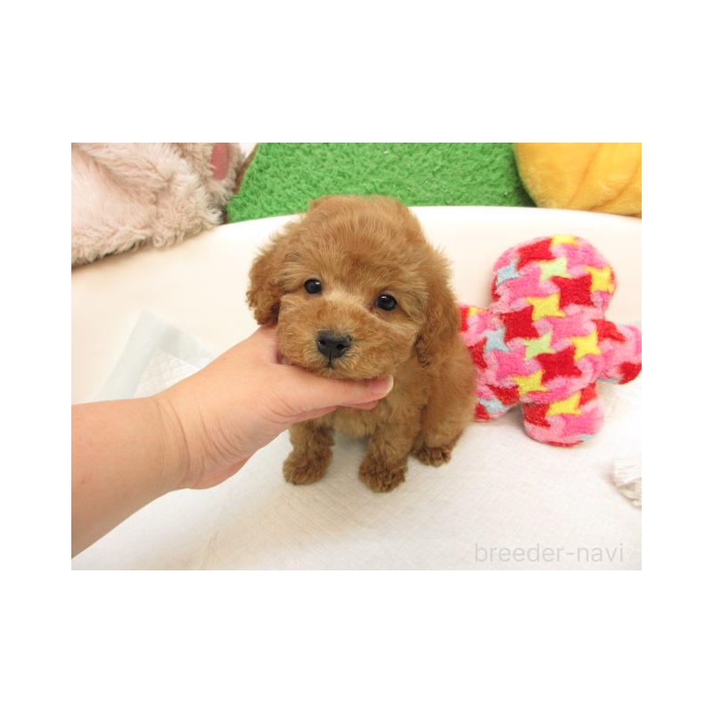 販売中の大阪府のトイプードル-416267の2枚目