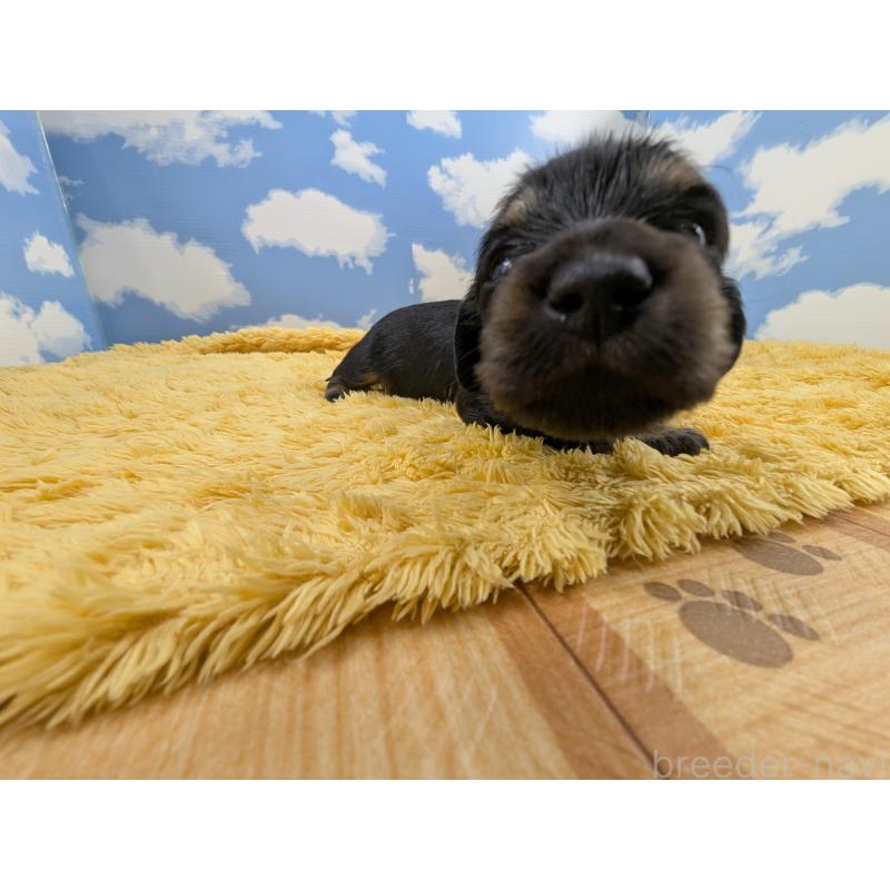 販売中の岐阜県のミニチュアダックスフンド(ロングヘアード)-416248の4枚目