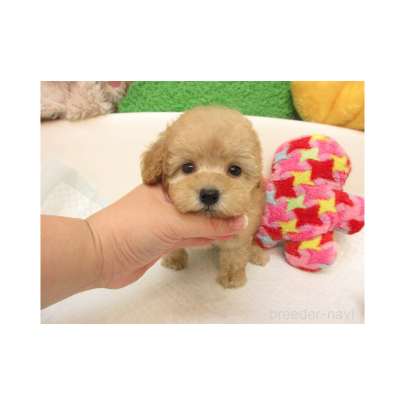 販売中の大阪府のトイプードル-416269