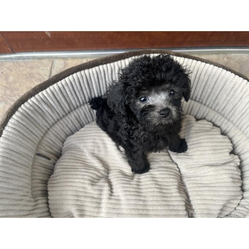 販売中の沖縄県のトイプードル-414964の6枚目