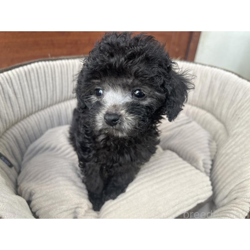 販売中の沖縄県のトイプードル-414964の4枚目