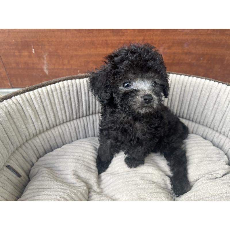 販売中の沖縄県のトイプードル-414964の3枚目