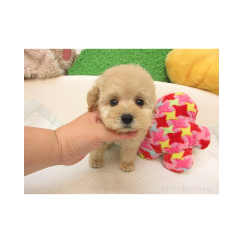 販売中の大阪府のトイプードル-416272