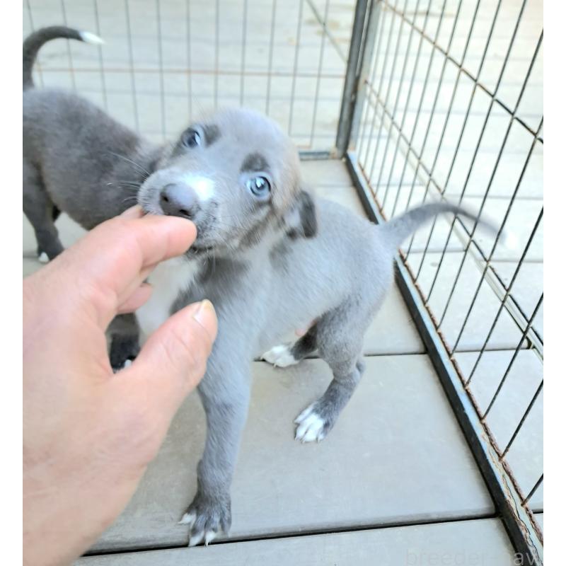 販売中の千葉県のミックス犬-416277の7枚目