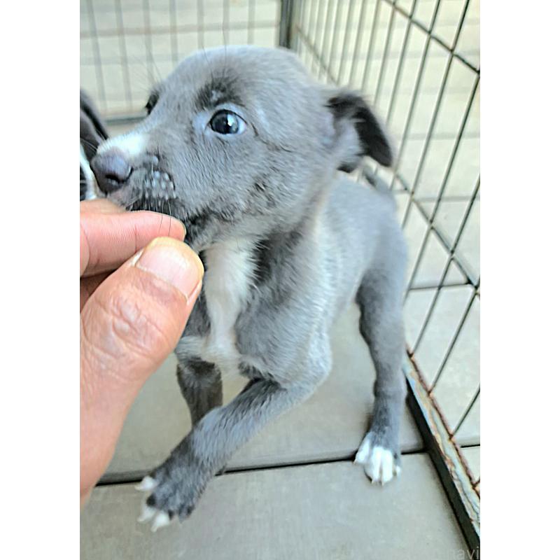 販売中の千葉県のミックス犬-416277の6枚目