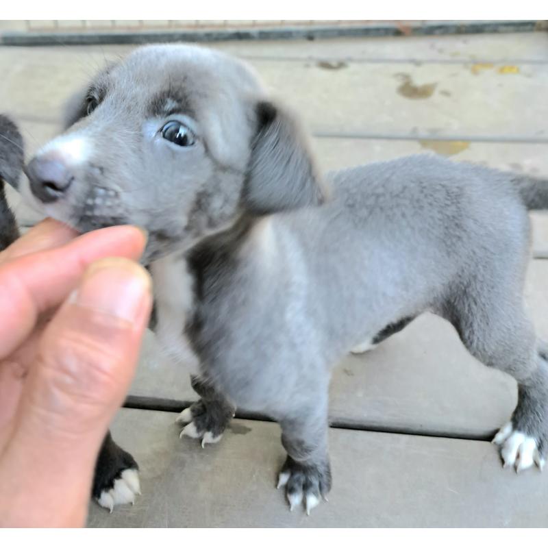 販売中の千葉県のミックス犬-416277の1枚目