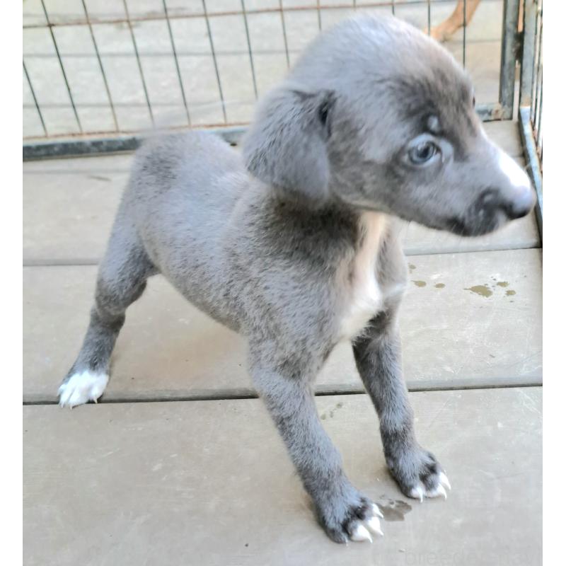 販売中の千葉県のミックス犬-416277の4枚目