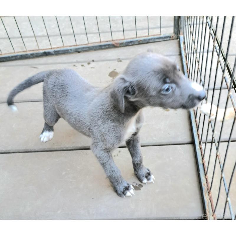 販売中の千葉県のミックス犬-416277の3枚目
