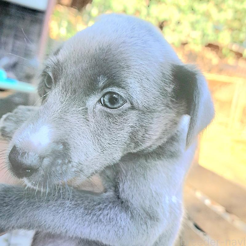 販売中の千葉県のミックス犬-416277の2枚目