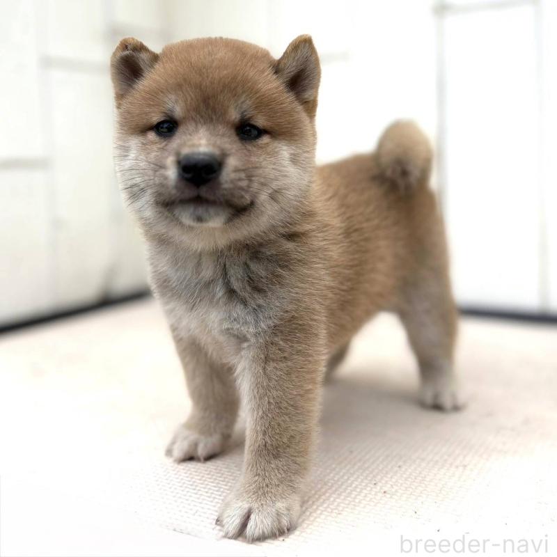 成約済の茨城県の豆柴-415244の6枚目