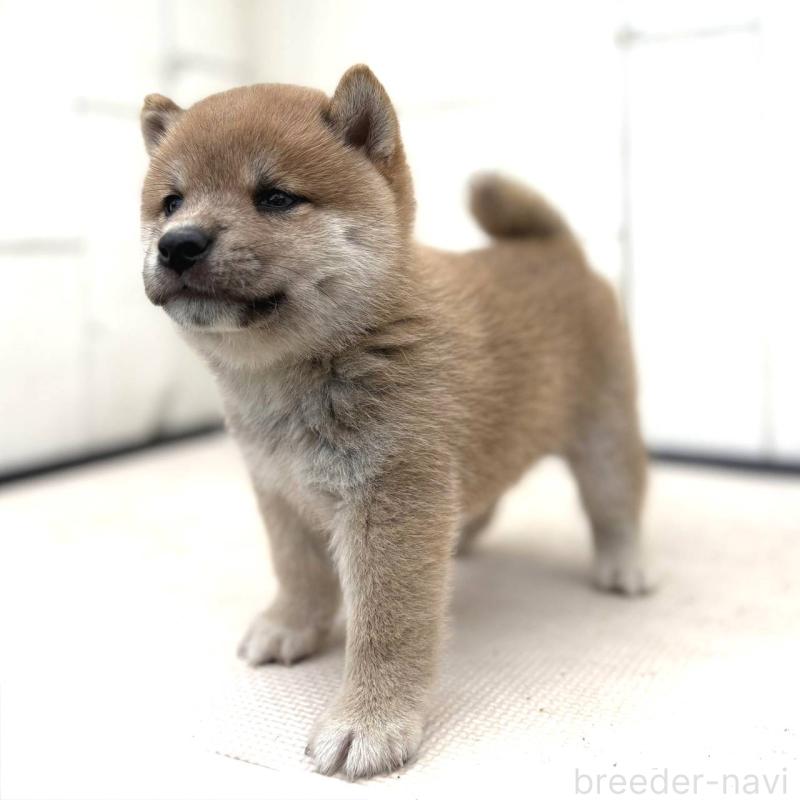 成約済の茨城県の豆柴-415244の5枚目