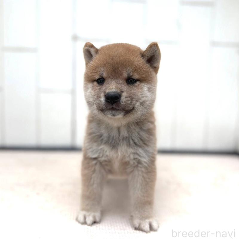 成約済の茨城県の豆柴-415244の4枚目