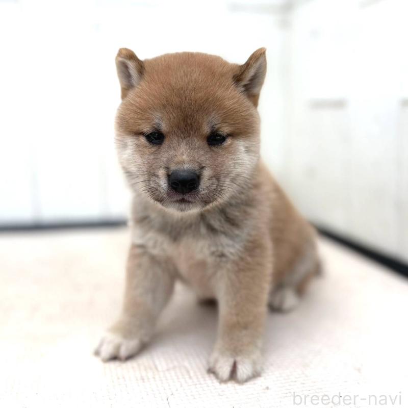 成約済の茨城県の豆柴-415244の3枚目