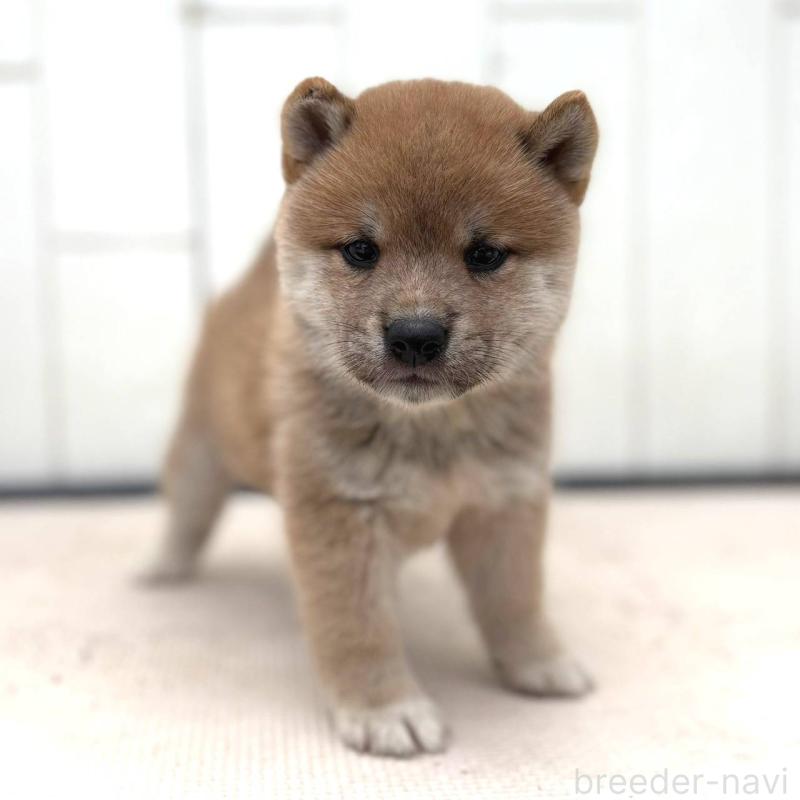 成約済の茨城県の豆柴-415244の2枚目