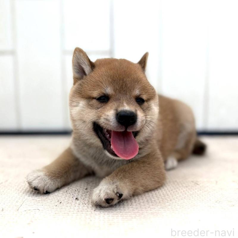 成約済の茨城県の豆柴-415245の5枚目