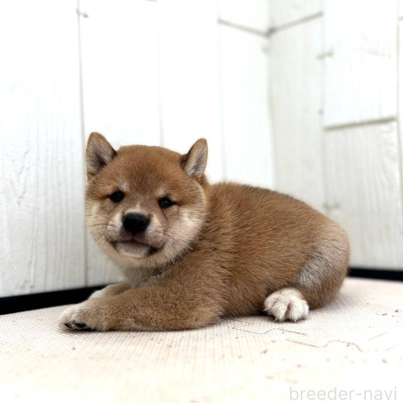 成約済の茨城県の豆柴-415245の4枚目