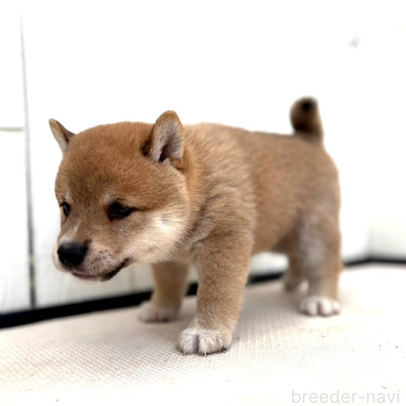 成約済の茨城県の豆柴-415245の3枚目