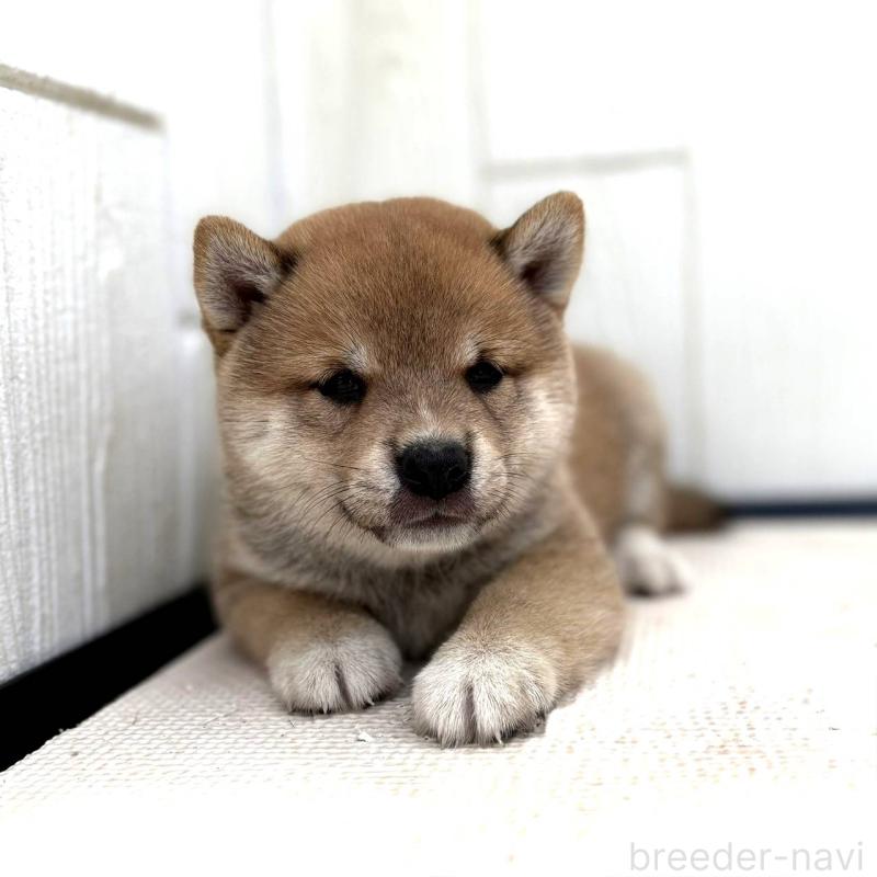 成約済の茨城県の豆柴-415245の2枚目