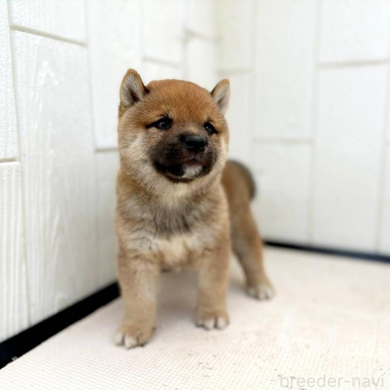 販売中の茨城県の豆柴-415246の33枚目