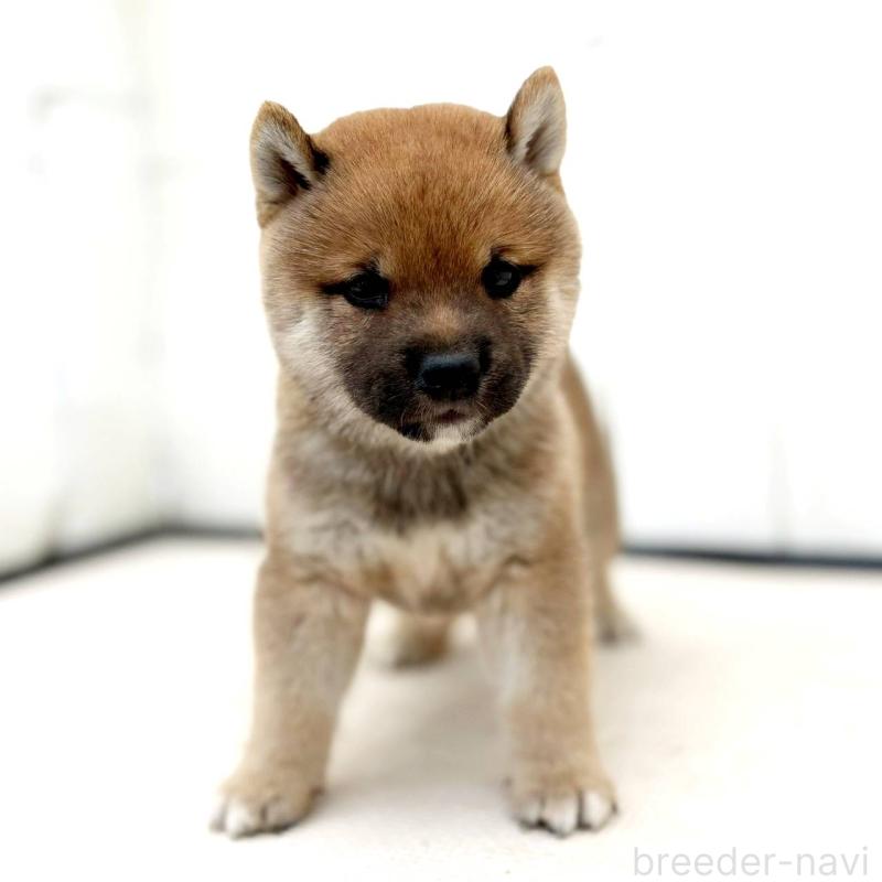 販売中の茨城県の豆柴-415246の30枚目