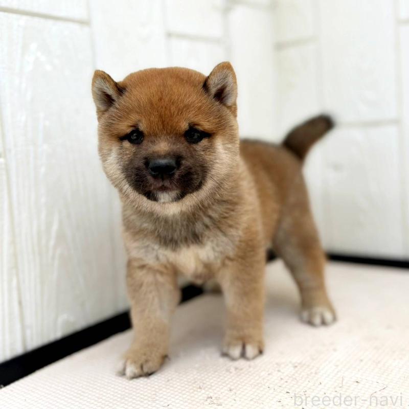 販売中の茨城県の豆柴-415246の28枚目