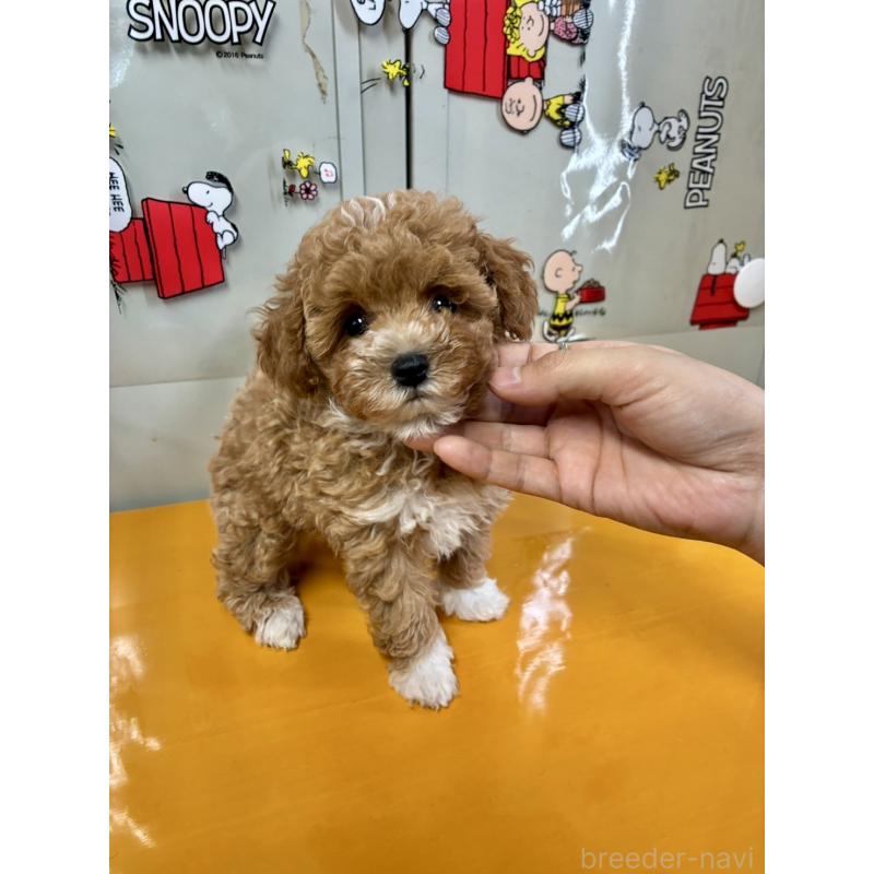 販売中の福岡県のマルプー:マルチーズ×トイプードル-415906の8枚目