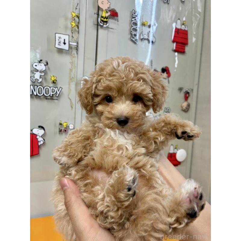 成約済の福岡県のマルプー:マルチーズ×トイプードル-415916の8枚目