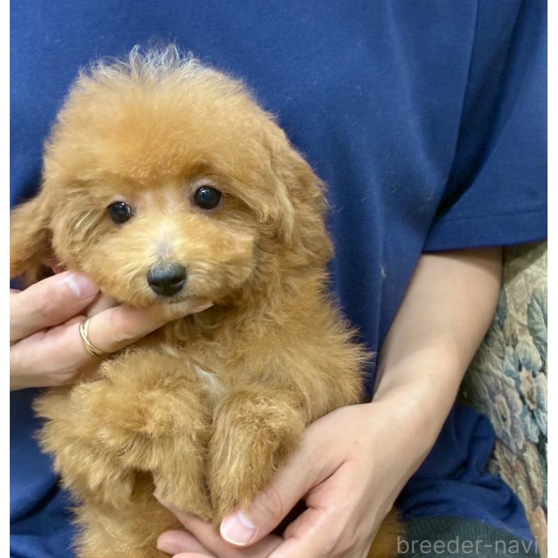 成約済の福岡県のマルプー:マルチーズ×トイプードル-402178の2枚目