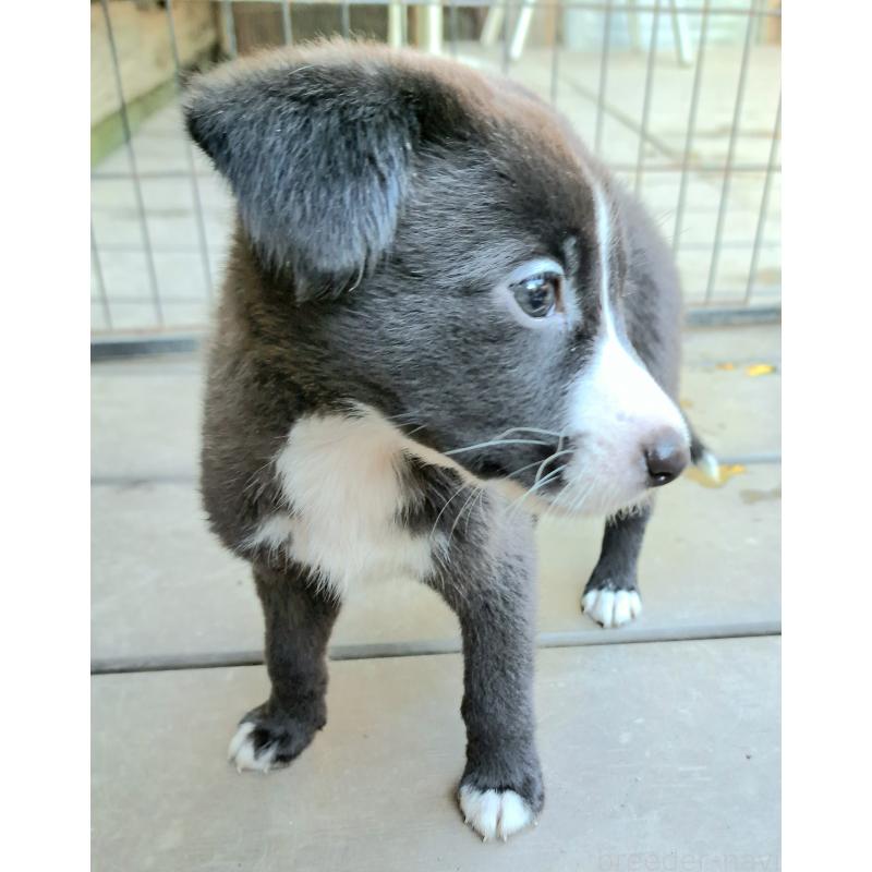 販売中の千葉県のミックス犬-416284の3枚目