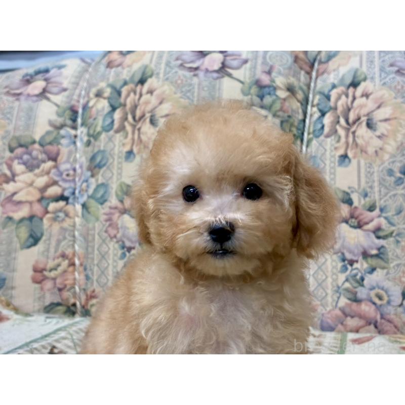 成約済の福岡県のマルプー:マルチーズ×トイプードル-402177の2枚目