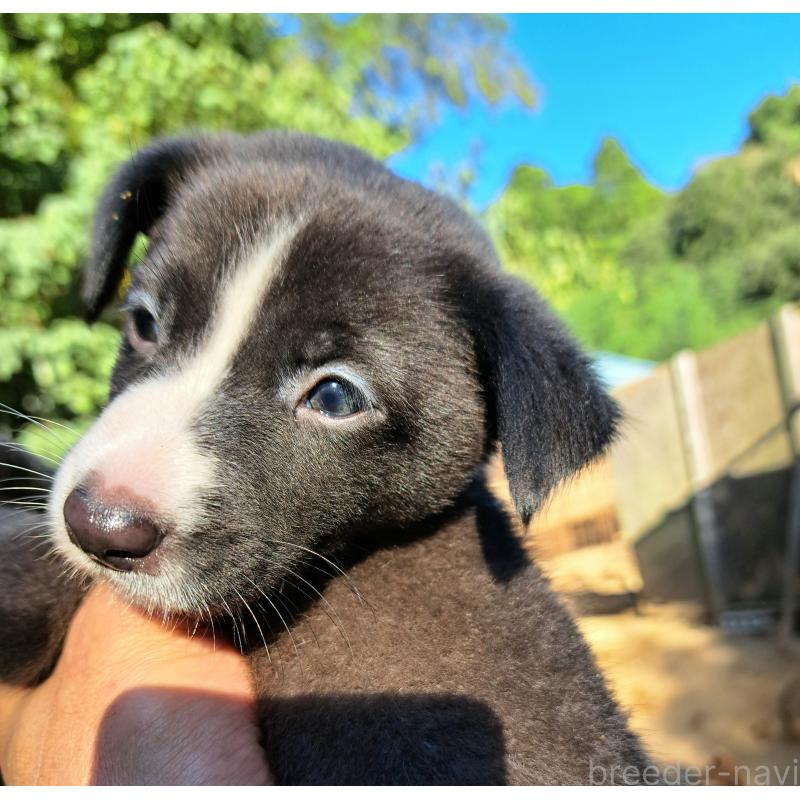 販売中の千葉県のミックス犬-416284の2枚目