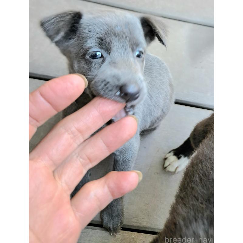 販売中の千葉県のミックス犬-416291の4枚目