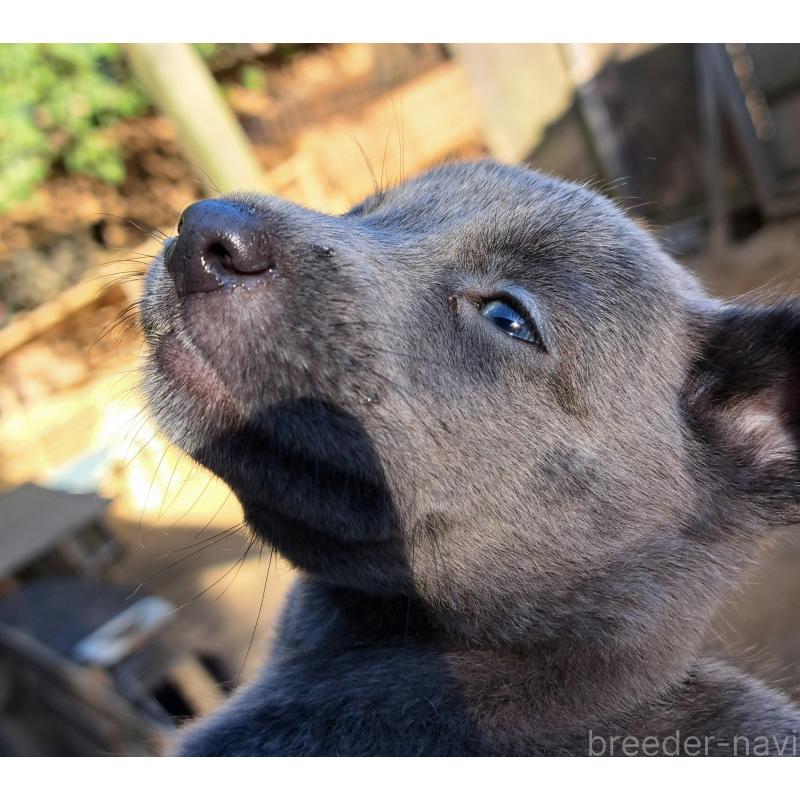 販売中の千葉県のミックス犬-416291の3枚目