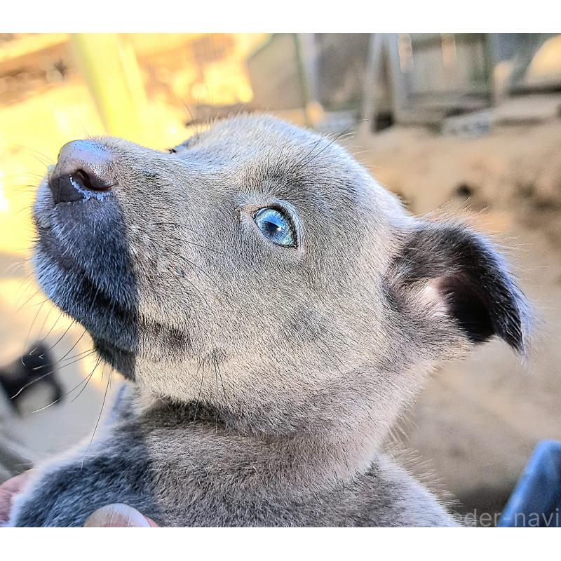 販売中の千葉県のミックス犬-416291