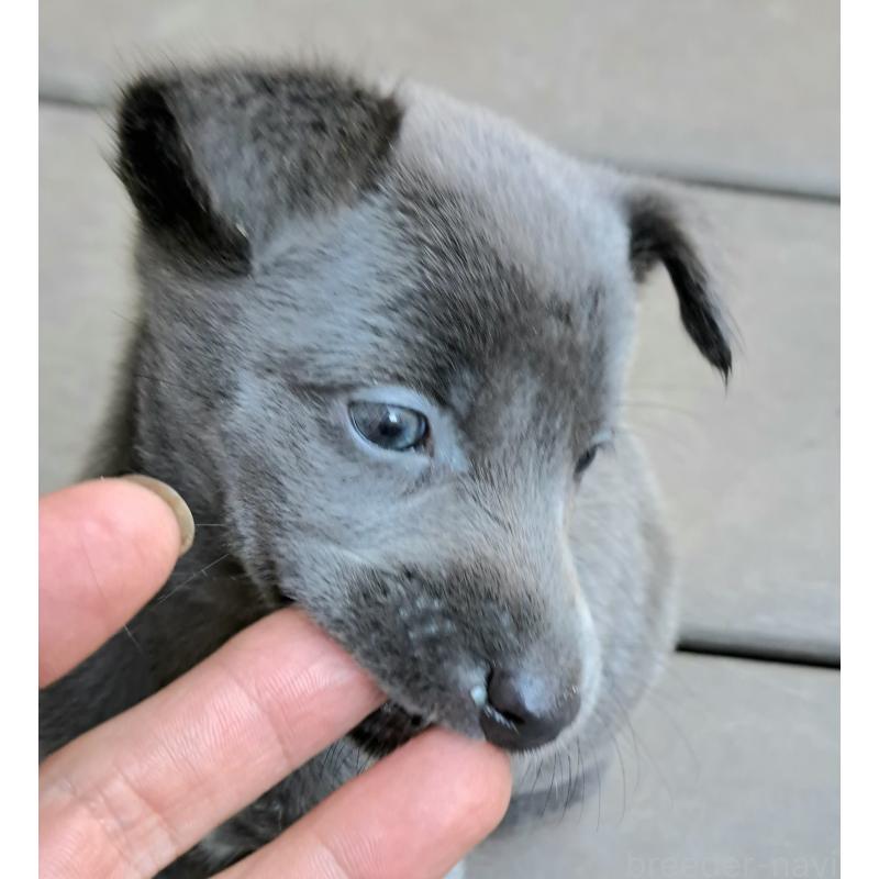 販売中の千葉県のミックス犬-416291の2枚目