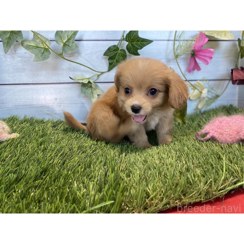 販売中の茨城県のチワプー:チワワ×トイプードル-416298の8枚目