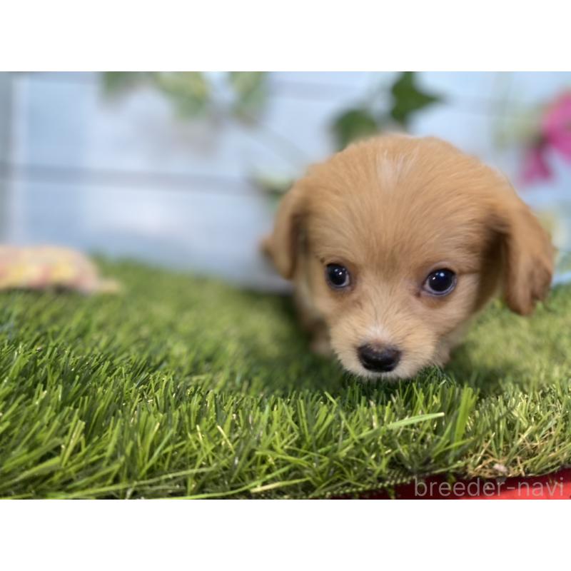 販売中の茨城県のチワプー:チワワ×トイプードル-416298の7枚目