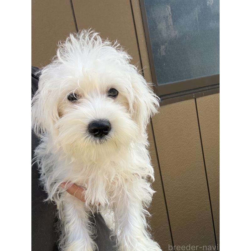 成約済の茨城県のマルシュナ:マルチーズ×ミニチュアシュナウザー-401087の5枚目