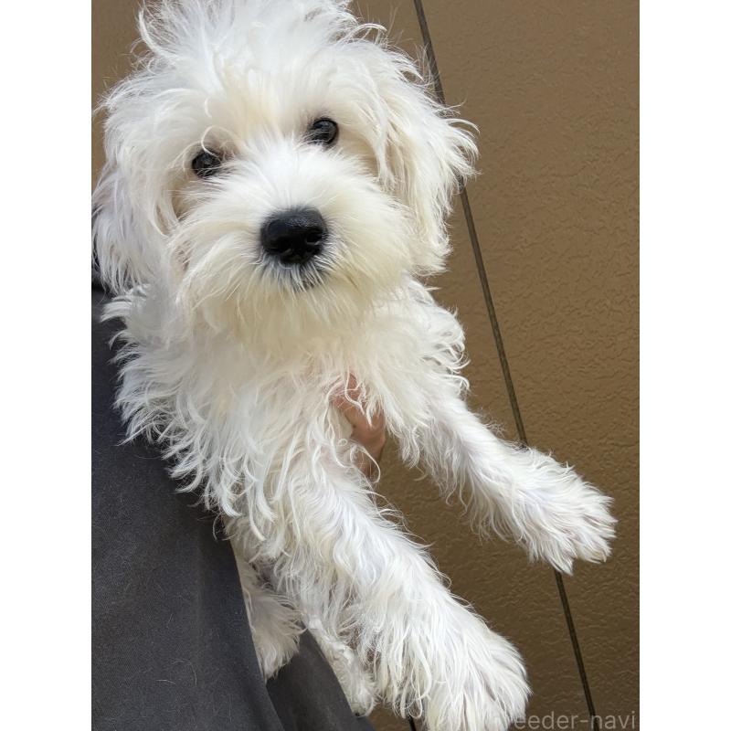 成約済の茨城県のマルシュナ:マルチーズ×ミニチュアシュナウザー-401087の3枚目