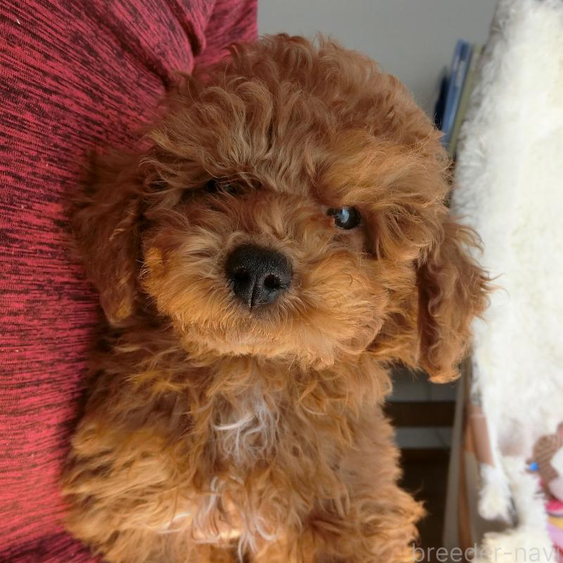 ヤングちゃん1枚目