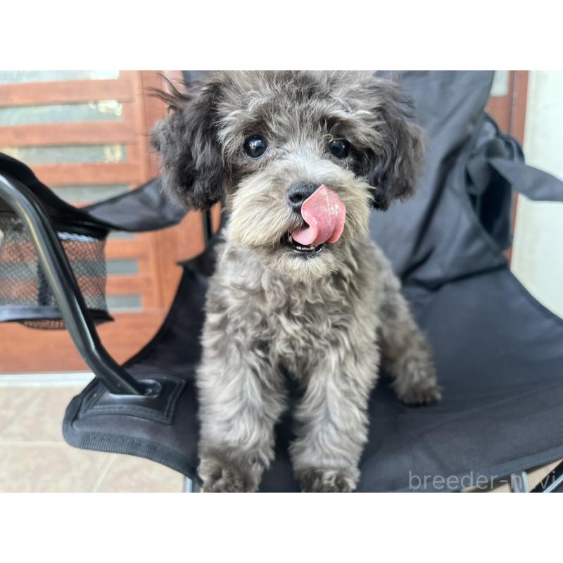 成約済の沖縄県のトイプードル-403435の11枚目