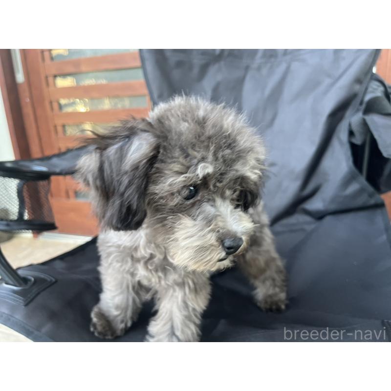 成約済の沖縄県のトイプードル-403435の10枚目