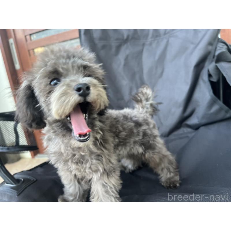 成約済の沖縄県のトイプードル-403435の9枚目