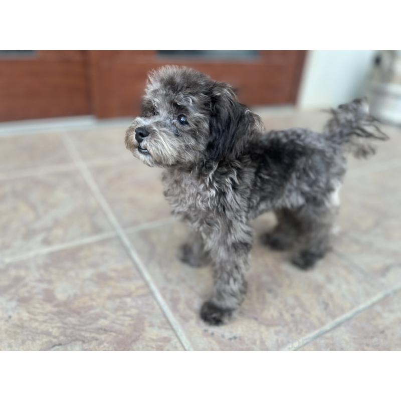 成約済の沖縄県のトイプードル-403435の8枚目