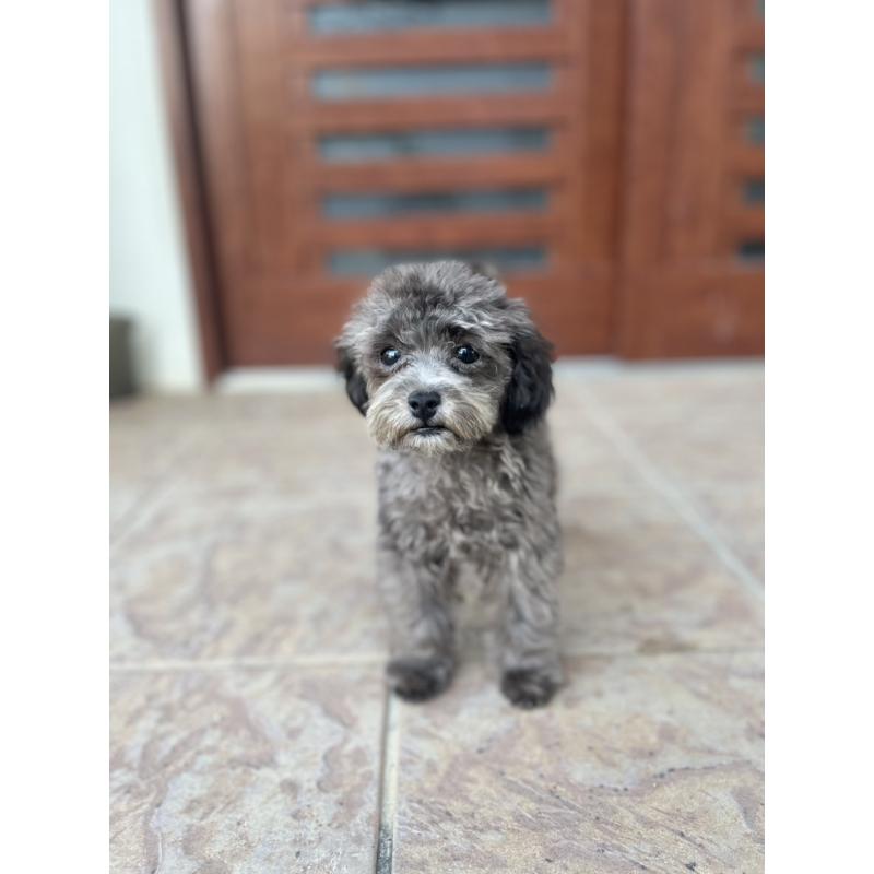 成約済の沖縄県のトイプードル-403435の7枚目