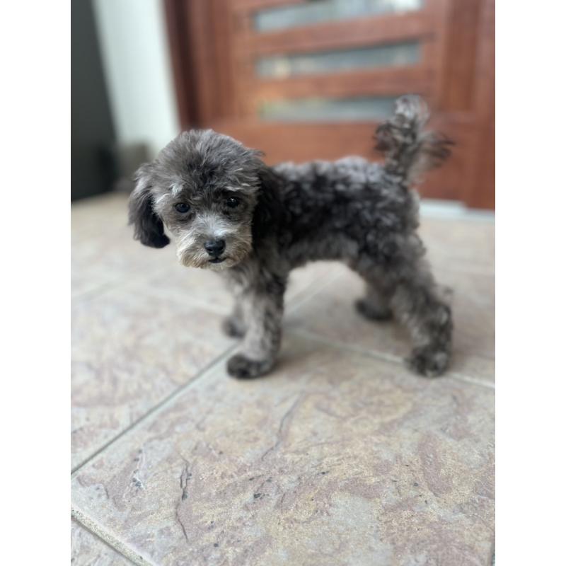 成約済の沖縄県のトイプードル-403435の6枚目