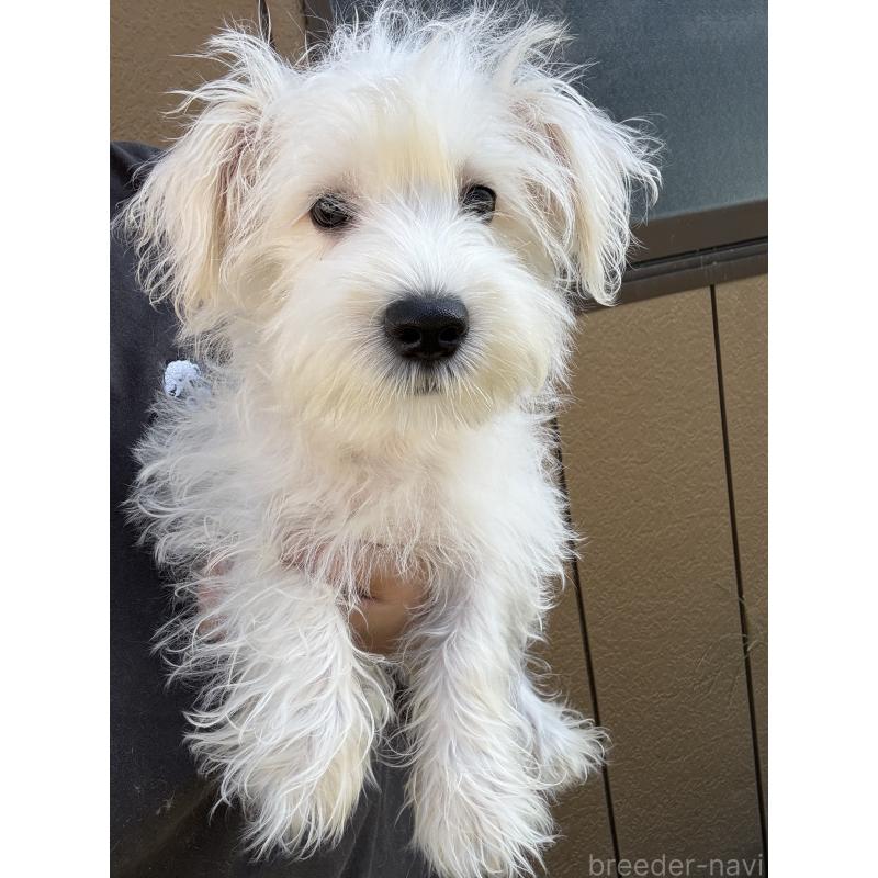 成約済の茨城県のマルシュナ:マルチーズ×ミニチュアシュナウザー-401091の6枚目